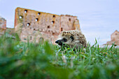 Hedgehog in grass, ruins of Hammershus castle in background, Bornholm, Denmark