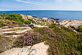 Heidekraut an der Nordspitze von Bornholm, Hammer Odde, Hammeren, Bornholm, Dänemark, Europa