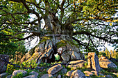 1000 years old oaktree, Kvilleken, Nora Kvill Nationalpark, southern Sweden, Scandinavia, Europe