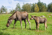 Eurasian elk with calf, Sweden