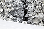 Verschneite Fichten, Winterlandschaft in den Bayerischen Alpen, Oberbayern, Deutschland, Europa