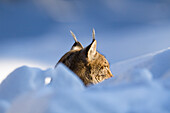 European lynx in the snow, Nationalpark Bayrischer Wald, Bavaria, Germany, Europe