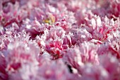 Pink Flowers Field, Netherlands