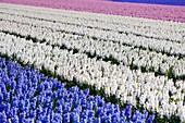 Hyacinths Field, Netherlands