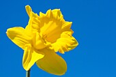 Yellow Daffodils, Netherlands