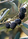 Israel, Galilee, close up of the black olives, branches and leaves of an Olive tree