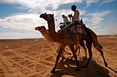 Israel, Negev, Beduin Camel racing in the desert