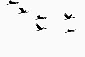 Israel, Hula Valley, Silhouette of a flock of Eurasian Cranes