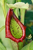 Carnivorous plant