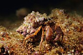 Israel, Mediterranean sea, - Underwater photograph of a Red Hermit Crab or Small Hermit Crab Diogenes pugilator