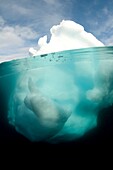 Antarctic peninsula iceberg Pleneau, split shot showing the large proportion of the berg that is underwater