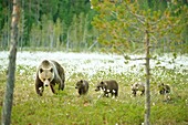 European brown bear family Brown Bear Ursus arctos in the field of Arctic cotton flower. Finland. Scandinavia. Europe