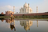 Taj Mahal with a young boy riding a camel as seen from across the Yamuna River in Agra India