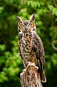 Portrait of a great horned Owl Bubo viriginianus