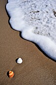 Conchas en la orilla de la playa de Castelldefels, Baix Llobregat, Provincia de Barcelona, Catalunya, España