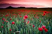 corn poppy, corn rose, field poppy, Flanders poppy, or red poppy Papaver rhoeas Ayegui, Navarre, Spain, Europe