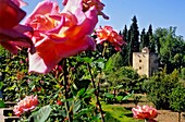 El Generalife Generalife gardens Torre de las Infantas Alhambra Granada Andalucia Spain