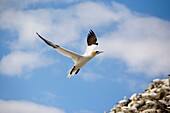 Gannet in flight over Bass Rock - Morus bassanus