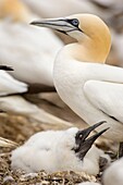 Gannet chick with parent