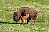 Yellowstone, American Bison and calf near the Madison River at Yellowstone National Park in northwestern Wyoming