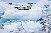 Adult leopard seal Hydrurga leptonyx hauled out on ice floe near the Antarctic Peninsula, Southern Ocean MORE INFO The leopard seal is the second largest species of seal in the Antarctic after the Southern Elephant Seal, and is near the top of the Antarc