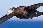 Southern giant petrel Macronectes giganteus in flight in the Drake Passage, Southern Ocean MORE INFO Giant petrels are aggressive predators and scavengers, which has led to the other common name they were known as, the Stinker, and the whalers used to ca