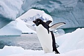 AdÈlie penguin Pygoscelis adeliae near the Antarctic Peninsula, Antarctica MORE INFO The AdÈlie Penguin is a type of penguin common along the entire Antarctic coast and nearby islands They are among most southerly distributed of all seabirds, along with