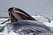 Adult humpback whales Megaptera novaeangliae co-operativelybubble-net,  feeding along the west side of Chatham Strait in Southeast Alaska, USA Pacific Ocean