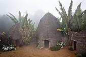 A Dorze compound with banana grove in foggy weather The huts have a frame made of bamboo amd a waterproof layer of Banana leaves Cattle has its own compartment in the hut The tribe of the Dorze is living high up in the Guge Moutains above the ethiopian