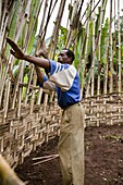 Building of a Dorze hut, which are made entirely from natural resources like bamboo and banana leaves The tribe of the Dorze is living high up in the Guge Moutains above the ethiopian part of the rift valley Dorze can be translated with weaverWeaving