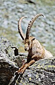Alpine Ibex Capra ibex bull having his siesta in spring The long winter in the high mountains etiolated and weakened the animals The changing of the coats gives them an unkempt appearance, their main activity is grazing and resting to recover their stre