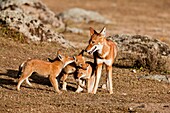 Ethiopian Wolf Canis simensis pups, litter playing with mother near their den in the Bale Mountains National Park The Ethiopian Wolf is the rarest of the wild dogs or wolves and strictly protected The overall population is estimated at about 500 - 700 a