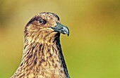 Skua or Northern Skua Stercorarius Skua portrait Northern Skuas are living near the coastlines of Northern Europe and are famous for their aggressivity and their Cleptoparasitism They are breeding in moor and heather areas close to the seashore Their w