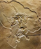 Skeleton of archaeopteryx Archaeopteryx lithographica, palaeontology museum, Moscow, Russia