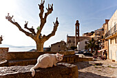 Dorf Lumio über dem Meer, Katze liegt auf der Mauer, Lumio bei Calvi, Insel Korsika, Frankreich