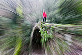 Young woman walking across the Genoese Bridge in the canyon Gorges de Spelunca, near Porto and Ota, Corsica, France