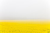 Yellow canola field, Rerik, Mecklenburg-Western Pomerania, Germany