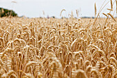 Wheatfield, Usedom island, Mecklenburg-Western Pomerania, Germany