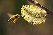 Honigbiene an Weidenkätzchen, Apis mellifera