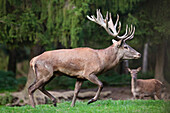 Red deer stag (Cervus elaphus), Upper Bavaria, Germany