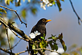 Black Bird in blossoming cherry tree, Turdus merula, Bavaria, Germany, Europe