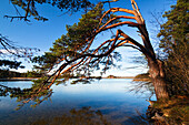 Pine tree at lake Grosser Ostersee in autumn, Upper Bavaria, Germany