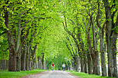 Young couple cycling along a tree-lined path near Ahrensberg, Mecklenburgian Lake District, Mecklenburg-Pomerania, Germany