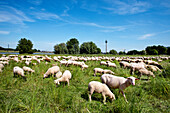 Sheep on the Rhine meadows, Düsseldorf, Duesseldorf, North Rhine-Westphalia, Germany, Europe