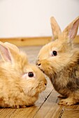 Stock photo of two rabbits apparently having a little chat with each other