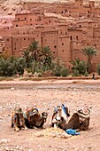 Camels in front of Kasbah Ait Benhaddou, Ouarzazate, Morocco