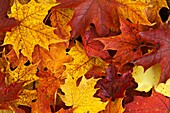 Maple Leaves in Autumn