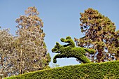 Mount Stewart, 18th C seat of Marquis of Londonderry on shore of Strangford Lough, Ireland Topiary in the Shamrock Garden