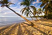 Leaning palm trees and shadows across the beach, Grand Anse des Salines, Martinique, Caribbean