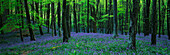 Bluebell woods, Batcombe, Dorset, UK - England